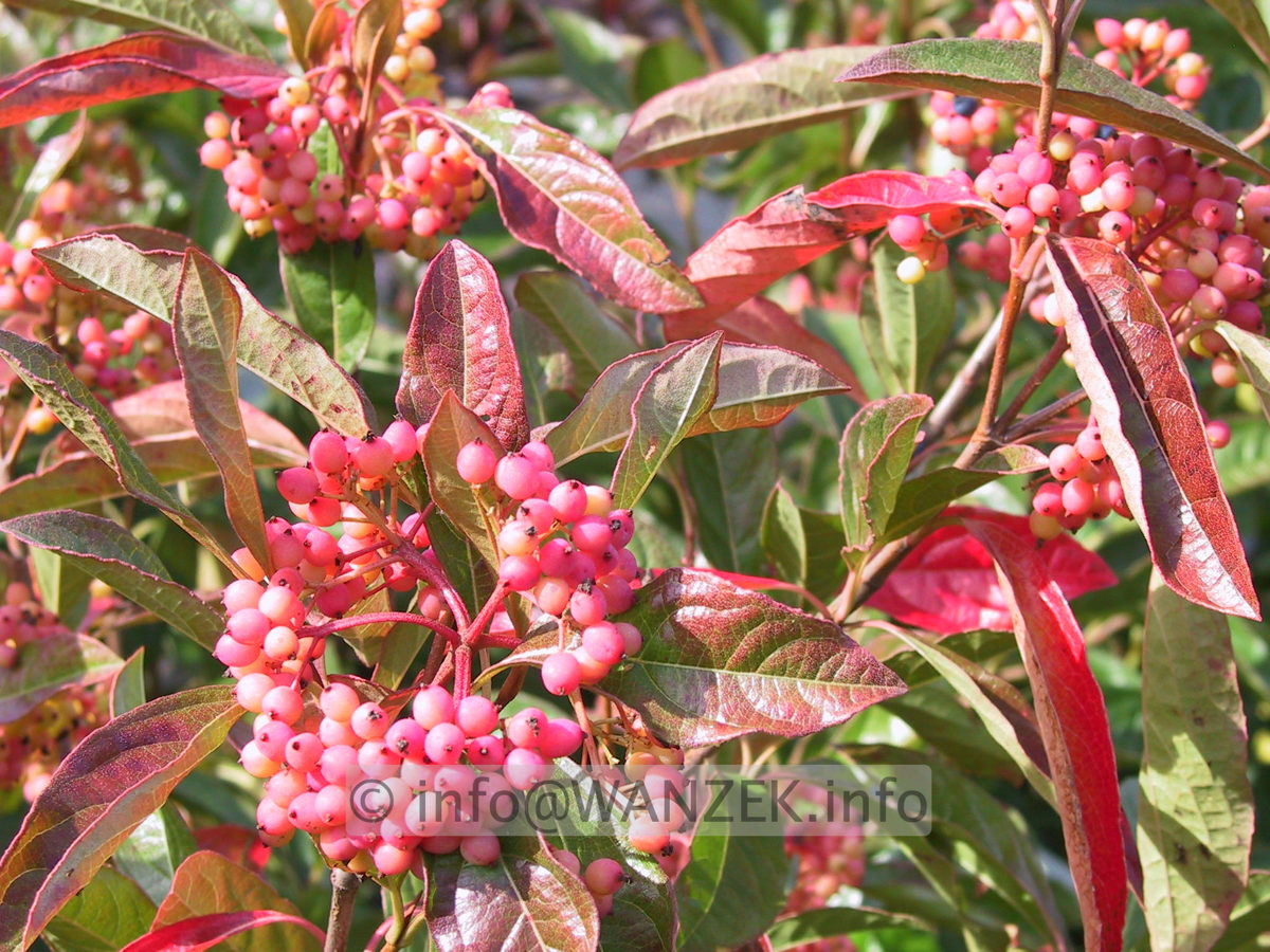 Viburnum nudum Pink Beauty 10.JPG